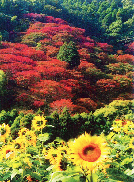 ハゼの紅葉 みやきsanpo みやき町観光協会 佐賀県みやき町