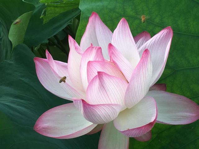 【みやき歩こう会】千栗土居公園のハスの花を訪ねての画像