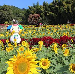 【山田ひまわり園】開園の画像