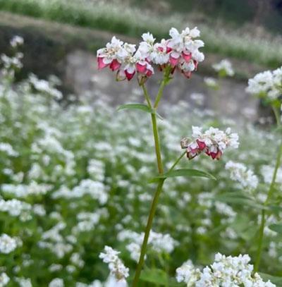 【山田の風】蕎麦の種まきこんね〜の画像