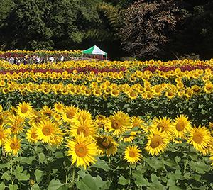 【山田ひまわり園】開園の画像