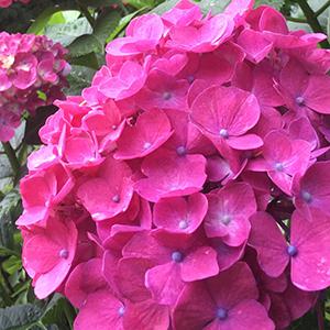 【風天山】風天山公園植樹祭の画像