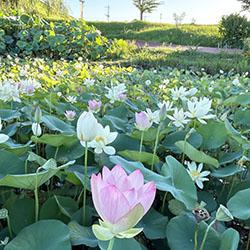 【千栗土居公園】二千年はす鑑賞会の画像