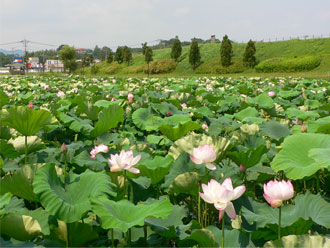 千栗土居公園の蓮の花