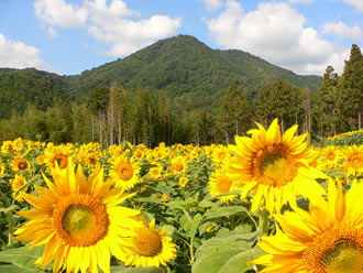 秋に咲くひまわり