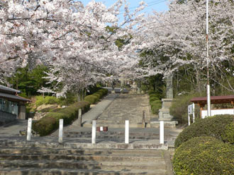 白石神社参道の桜