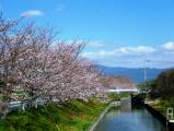大坂間地区の桜