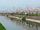 三根親水歩道桜