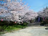 みやき町の桜