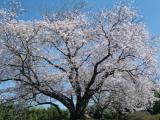 みやき町の桜