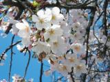 みやき町の桜