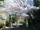 みやき町の桜