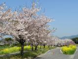 みやき町の桜