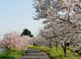 みやき町の桜