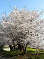 みやき町の桜