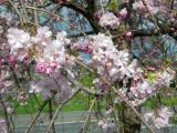 みやき町の桜