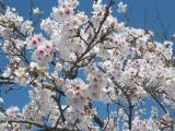 みやき町の桜