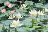 千栗土居公園二千年はす3