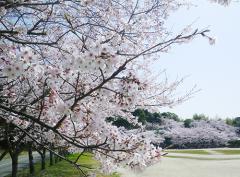 白石神社参道の桜 